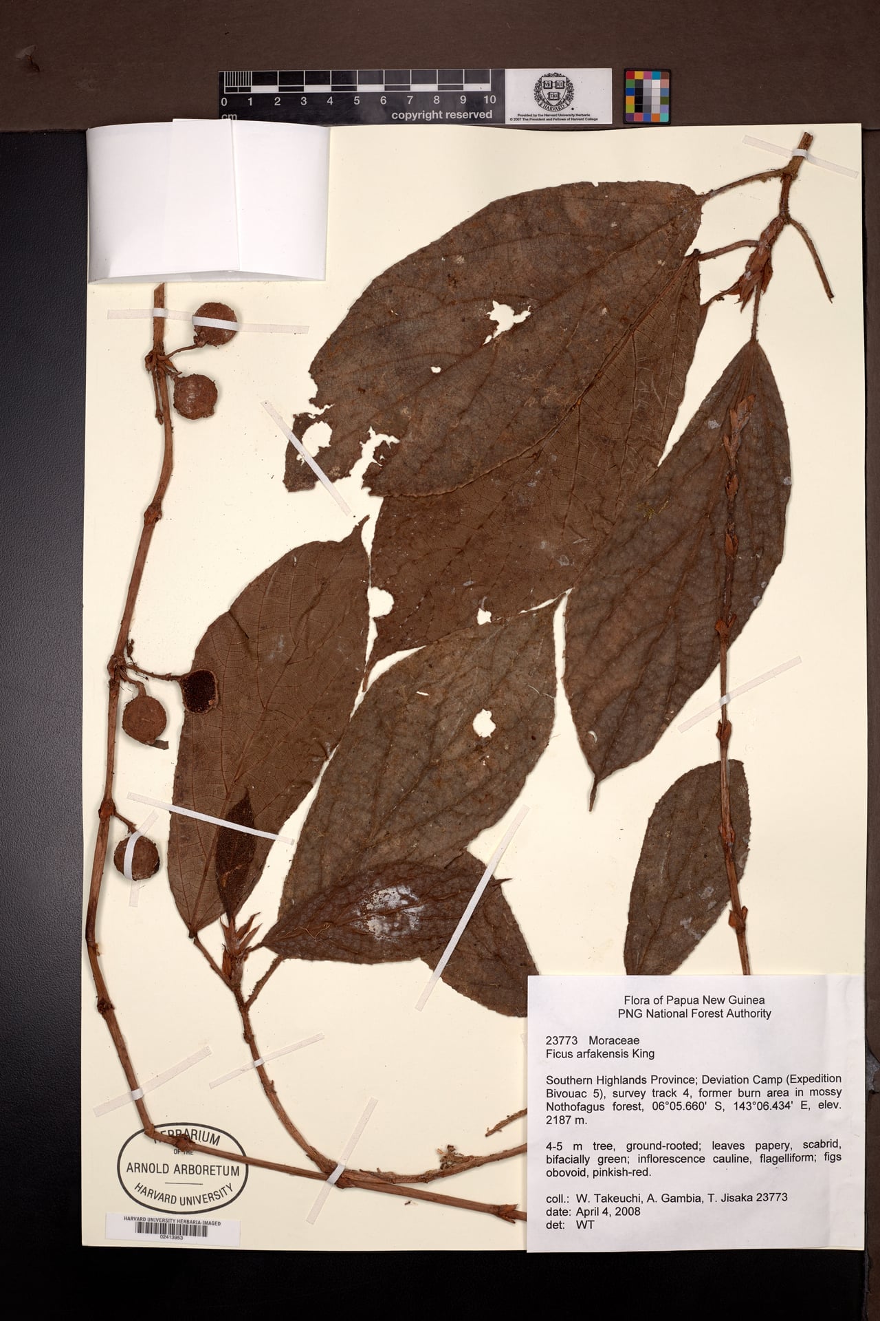 Ficus arfakensis — photo