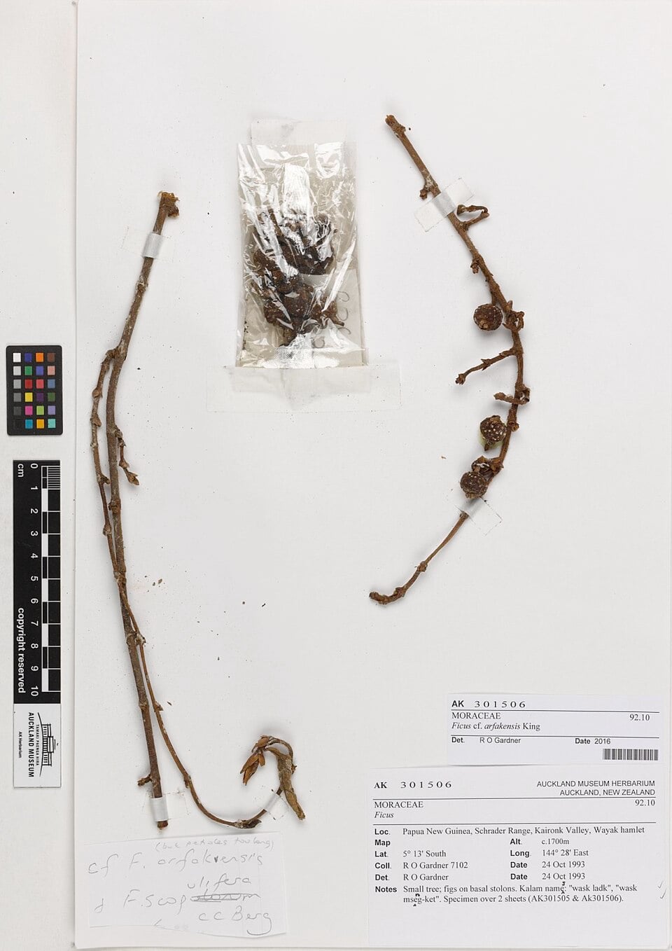 Ficus arfakensis