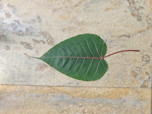 Ficus arnottiana (Indian rock fig) — photo