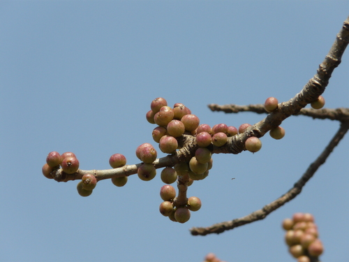 Ficus arnottiana (Indian rock fig) — photo