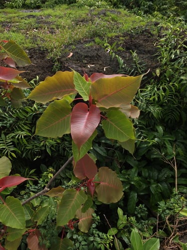 Ficus arnottiana