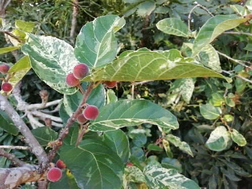 Ficus aspera (Tongue fig) — photo