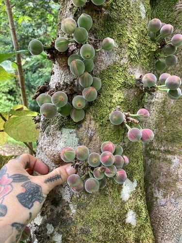 Ficus aspera (Tongue fig) — photo