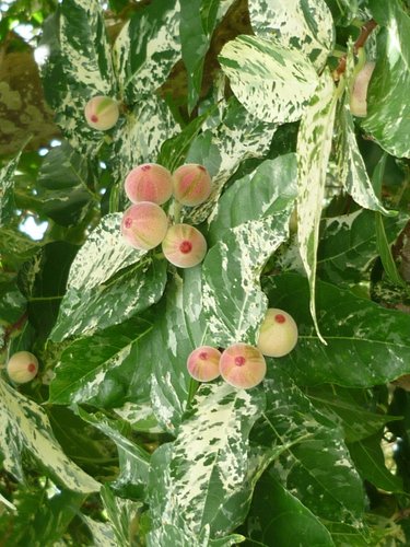 Ficus aspera