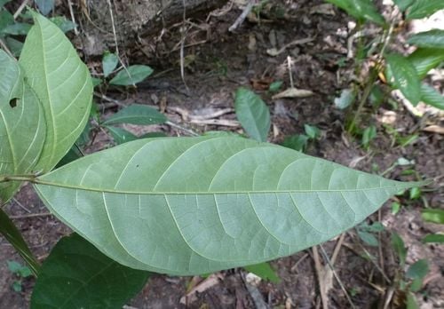 Ficus asperifolia (Sandpaper tree) — photo