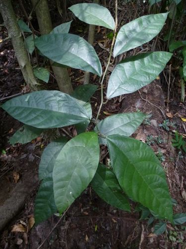 Ficus asperifolia