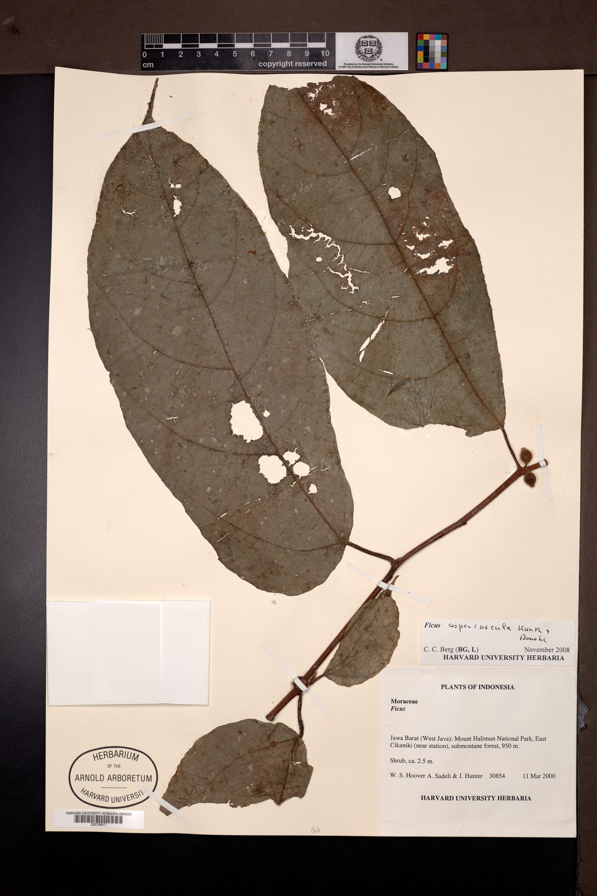 Ficus asperiuscula — photo