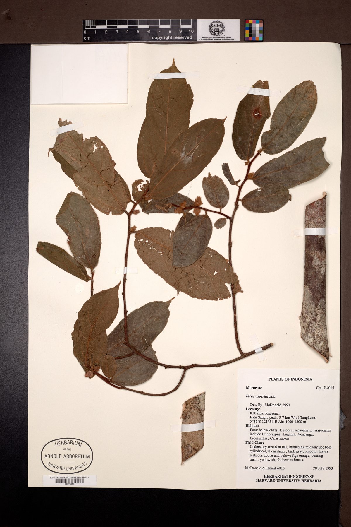 Ficus asperiuscula — photo
