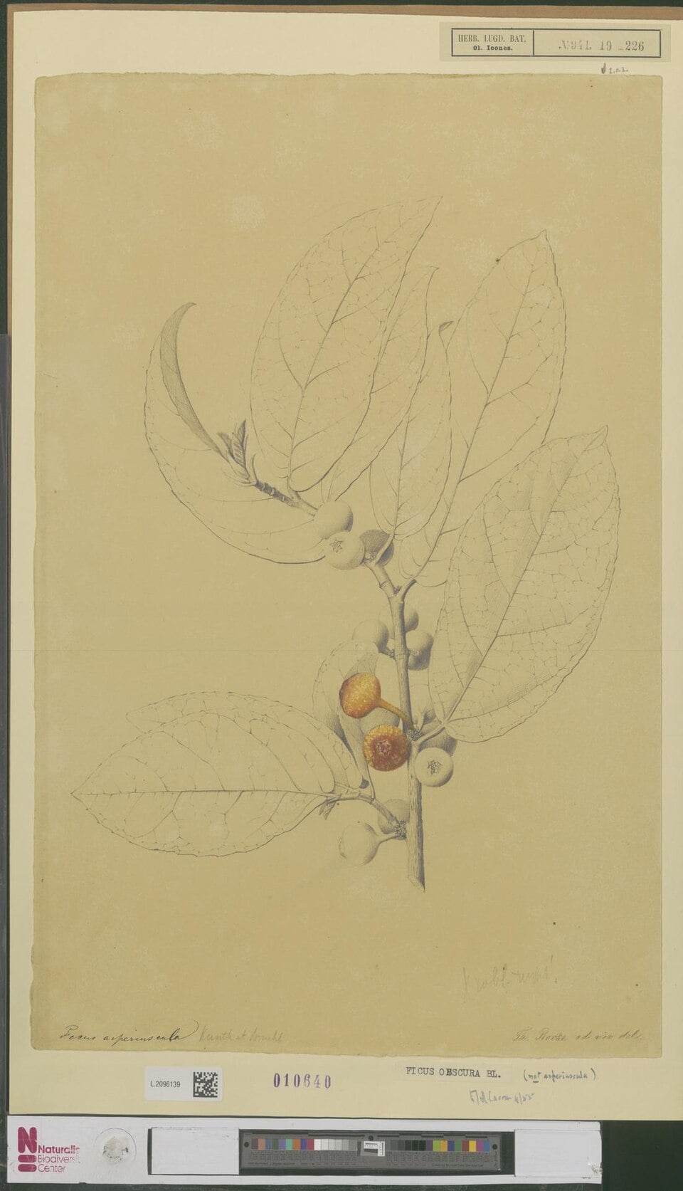 Ficus asperiuscula