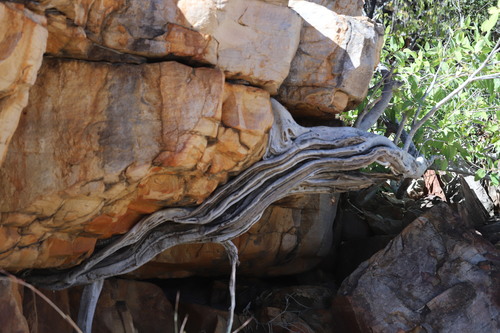 Ficus atricha (Rock breaker) — photo