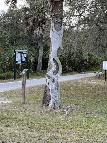 Ficus aurea (Florida strangler fig) — photo