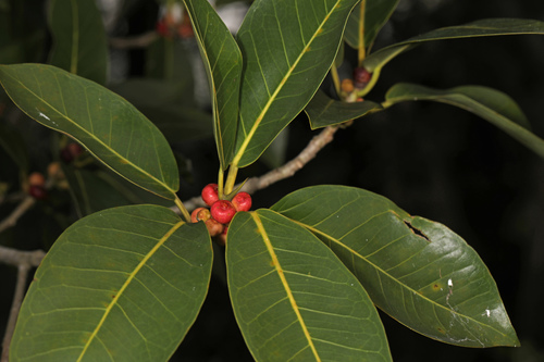 Ficus aurea