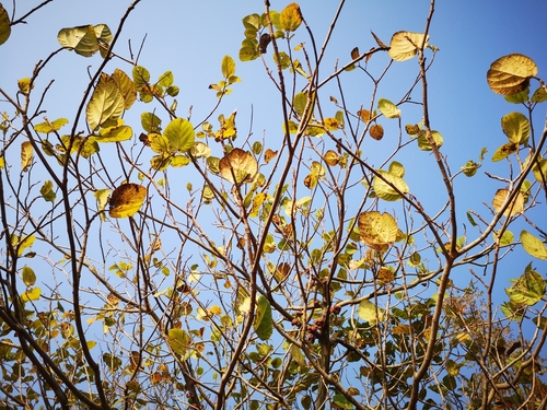Ficus auriculata (Eve's apron) — photo