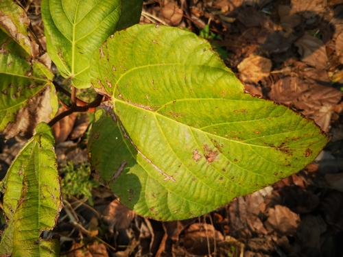 Ficus auriculata (Eve's apron) — photo