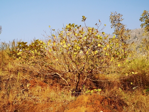Ficus auriculata