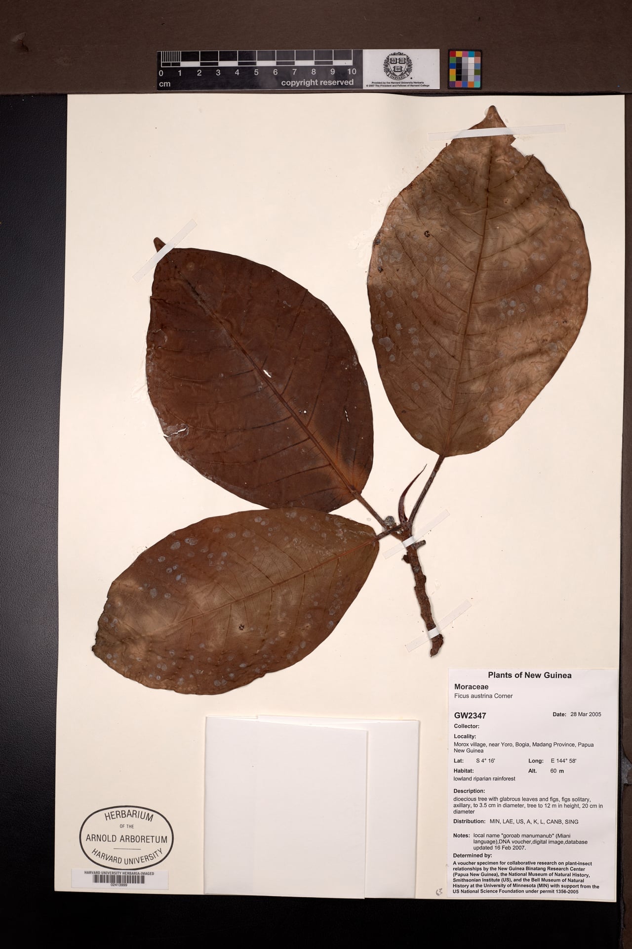 Ficus austrina — photo