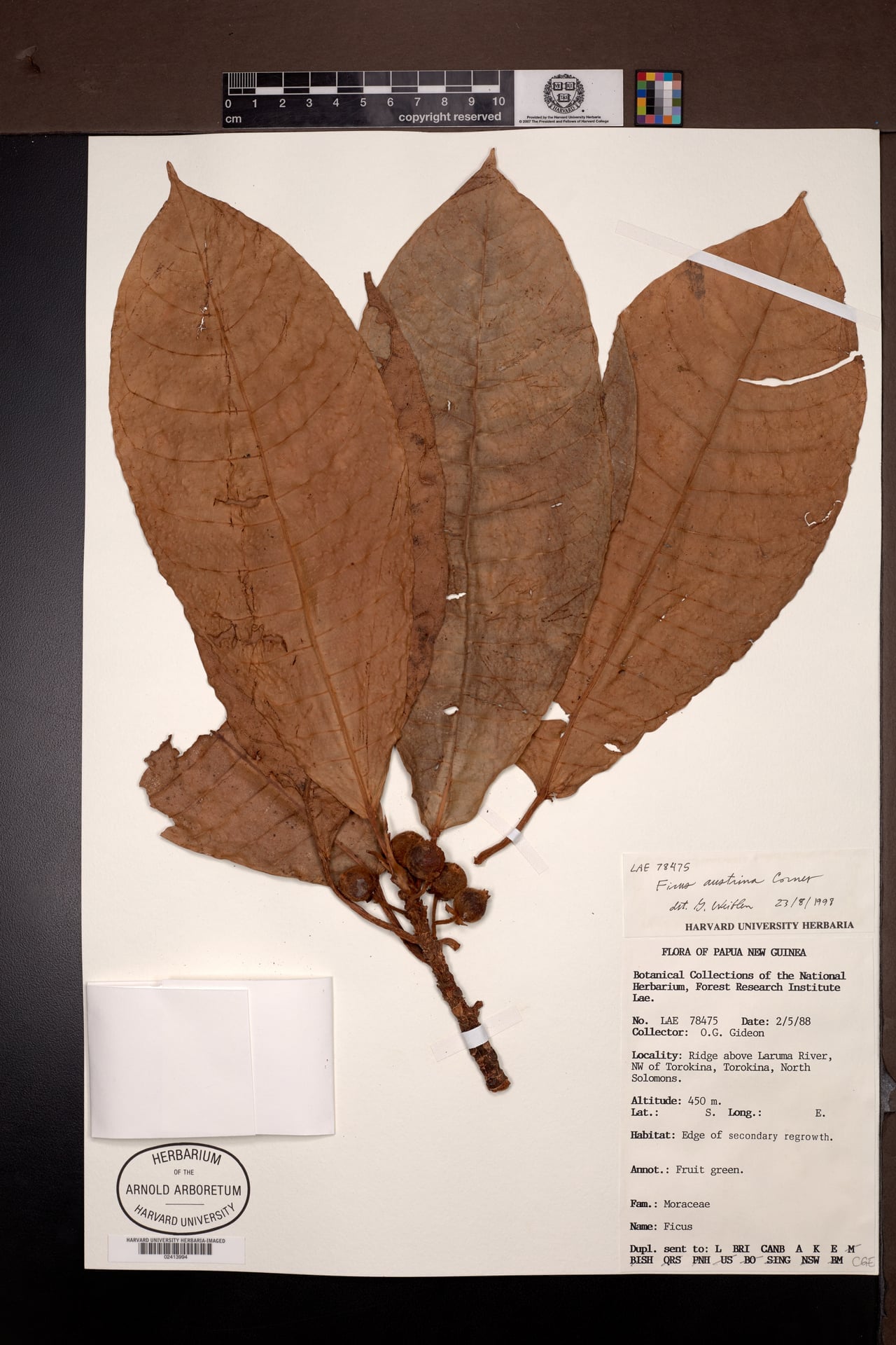 Ficus austrina — photo