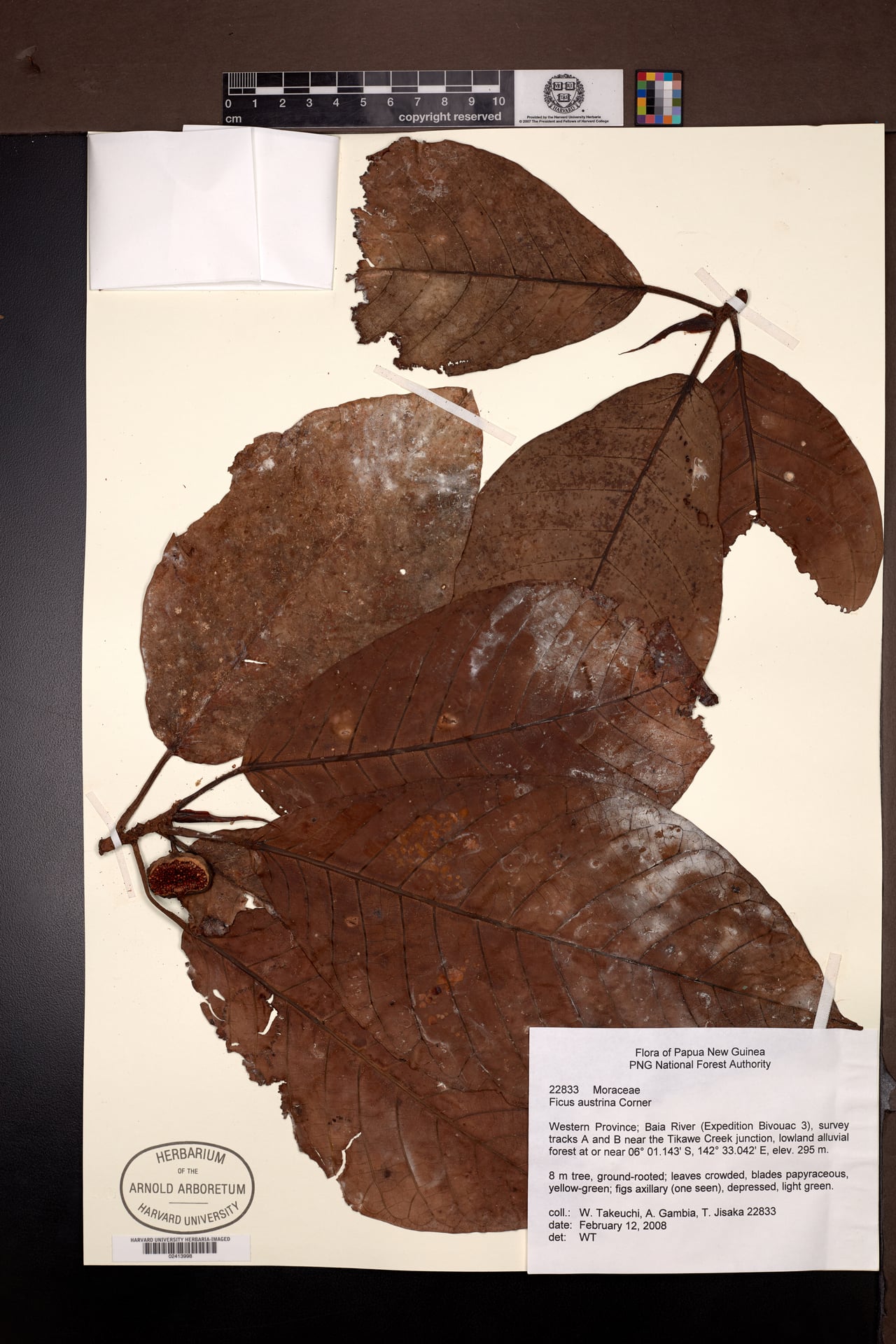 Ficus austrina