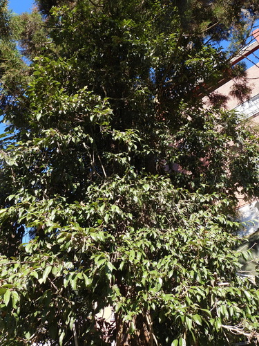 Ficus awkeotsang (Chinese jello) — photo