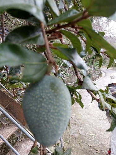 Ficus awkeotsang (Chinese jello) — photo