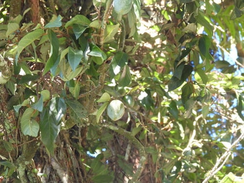Ficus awkeotsang