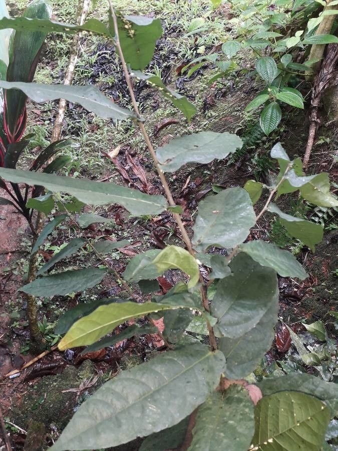 Ficus barclayana (Losilosi) — photo
