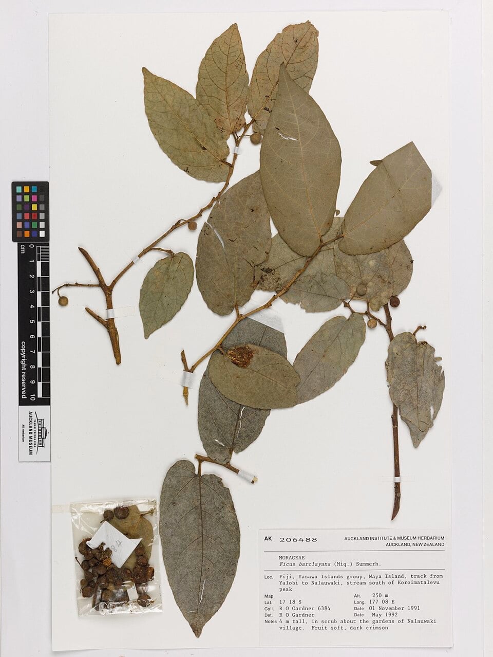 Ficus barclayana