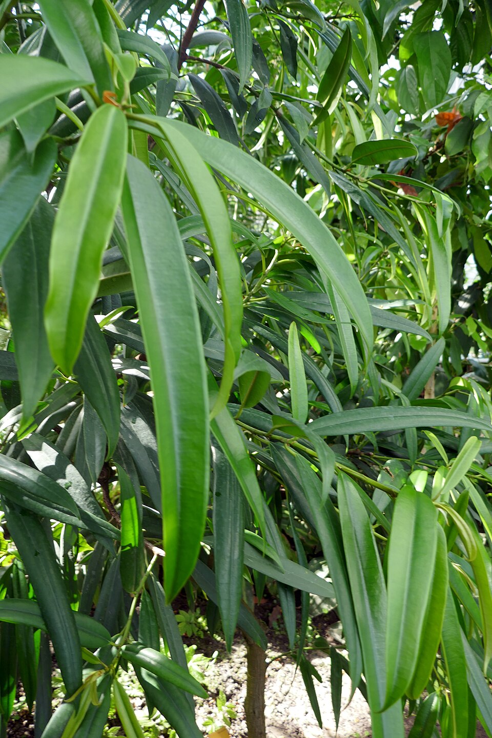 Ficus barteri — photo
