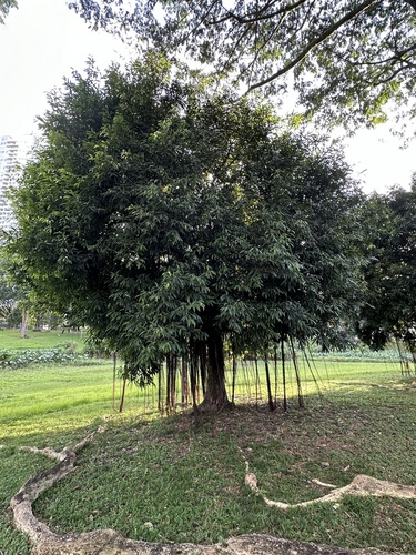 Ficus barteri