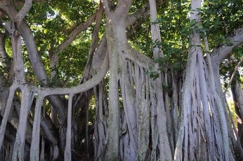 Ficus benghalensis (Banyan Tree) — photo
