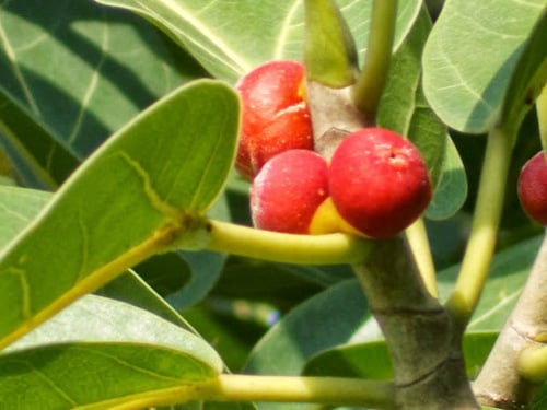 Ficus benghalensis (Banyan Tree) — photo