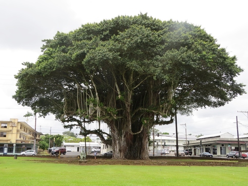 Ficus benghalensis