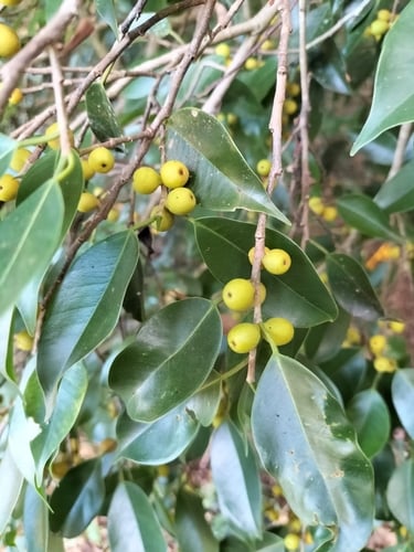 Ficus benjamina (Benjamin’s fig) — photo