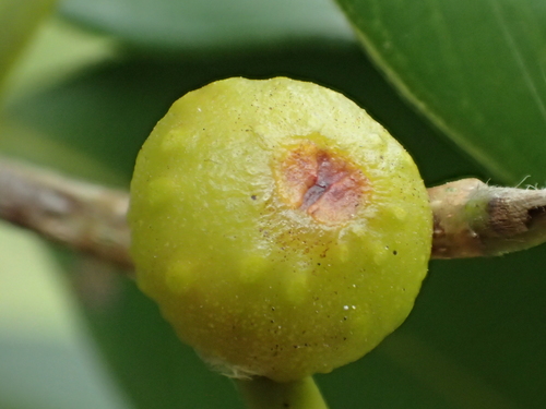 Ficus benjamina (Benjamin’s fig) — photo