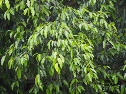 Ficus benjamina