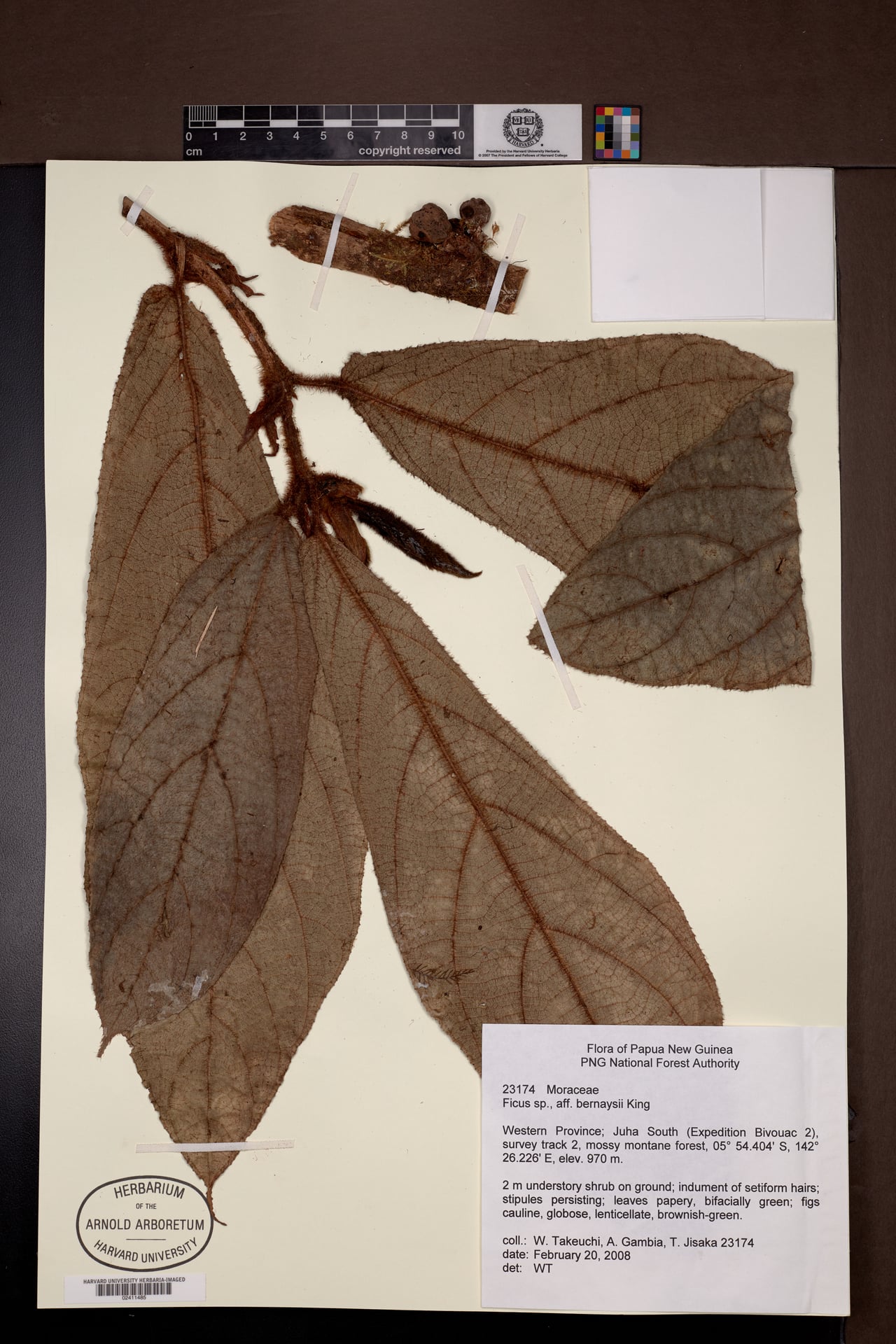 Ficus bernaysii — photo
