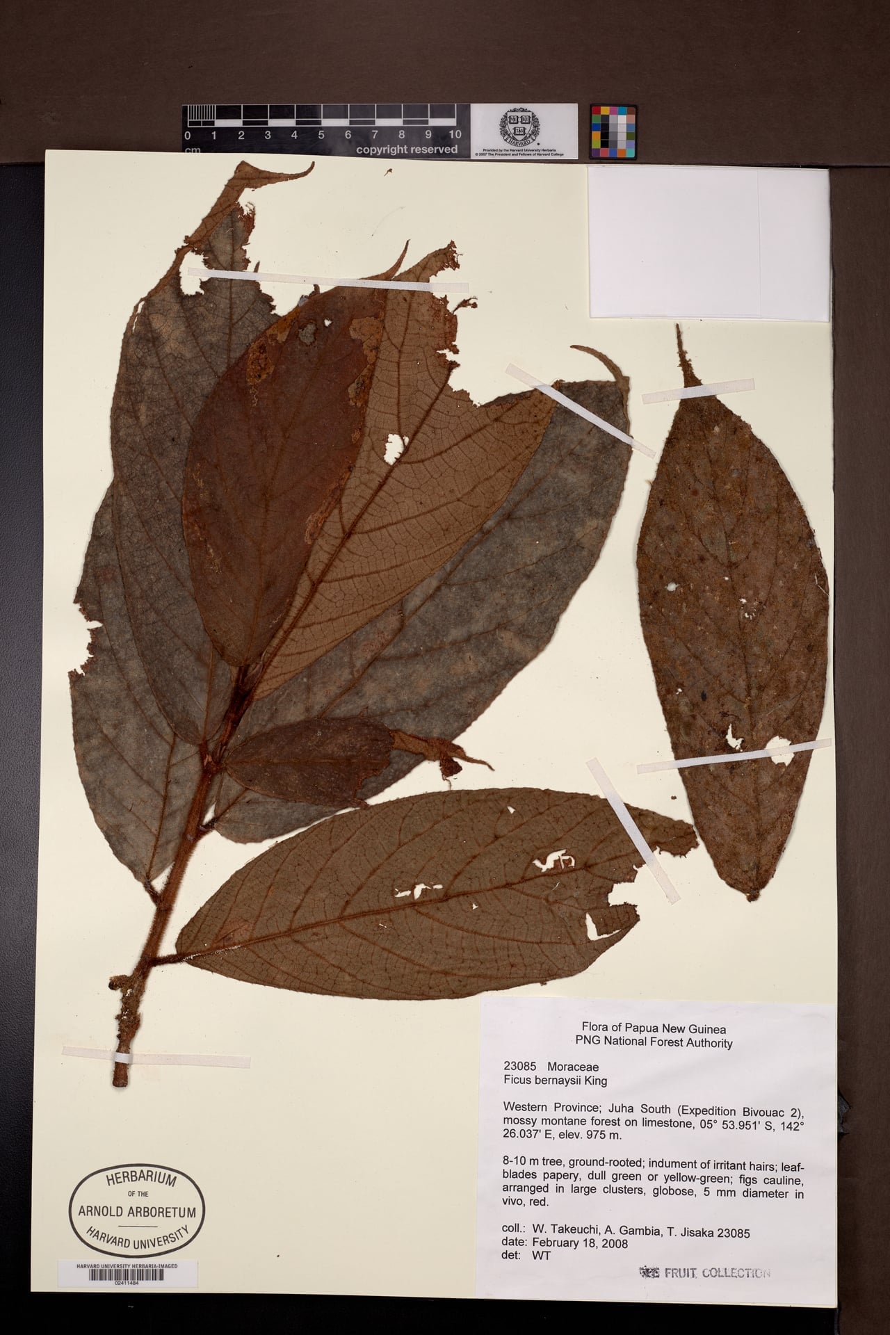 Ficus bernaysii — photo