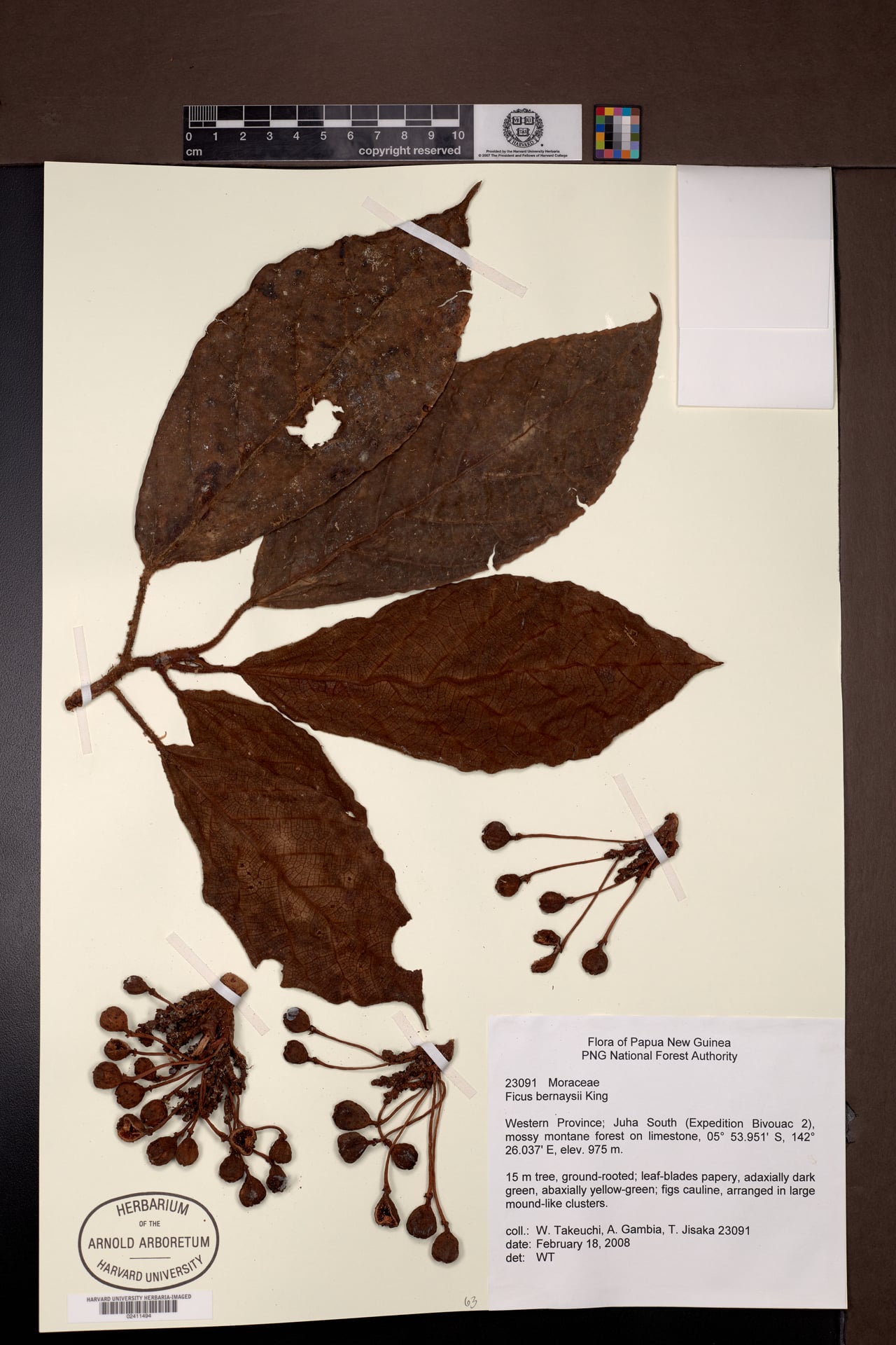 Ficus bernaysii