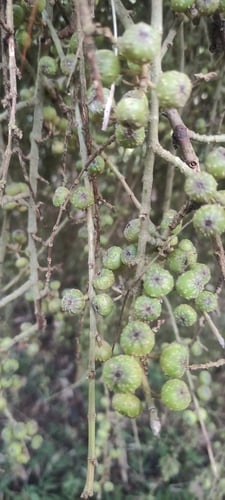 Ficus botryocarpa (Musur) — photo