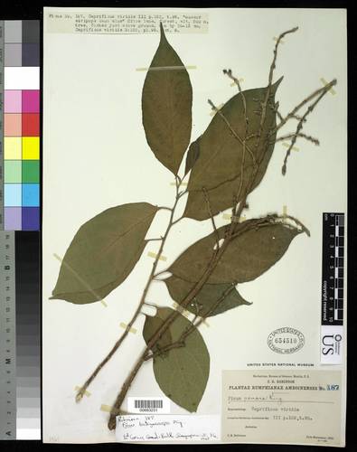 Ficus botryocarpa