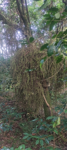 Ficus botryocarpa (Musur) — photo