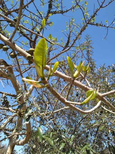 Ficus bubu (Swazi fig) — photo