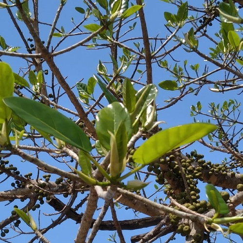 Ficus bubu (Swazi fig) — photo