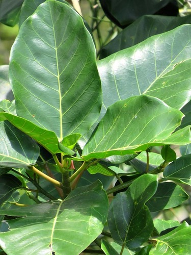 Ficus bubu