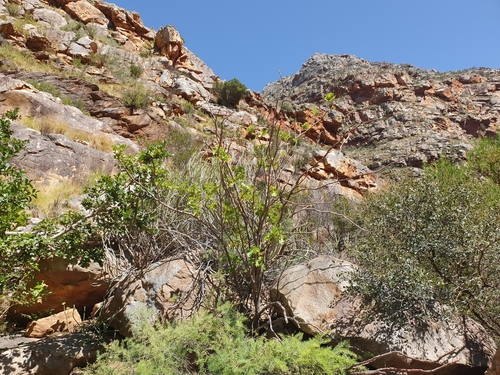 Ficus burtt-davyi (Scrambling fig) — photo
