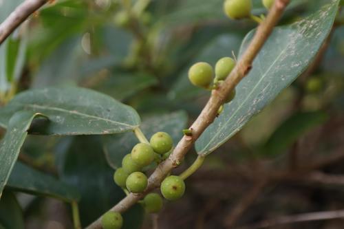 Ficus burtt-davyi