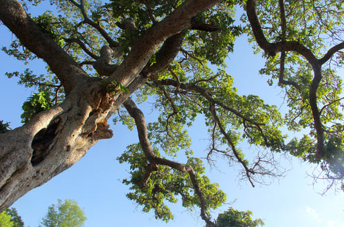 Ficus bussei (Busse's fig) — photo