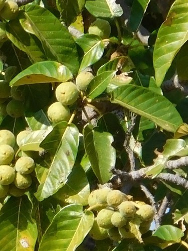 Ficus bussei