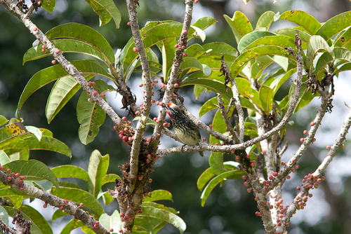 Ficus caballina (Caballina fig) — photo