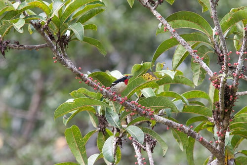 Ficus caballina